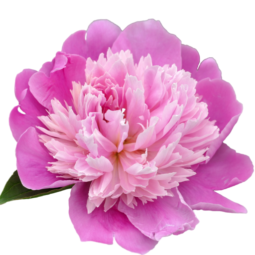 pentecost, peony, flower-2383140.jpg